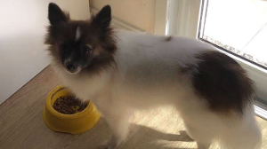 Lost Pet: Kiara