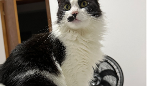 Lost Pet: Chiquinha