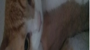 Lost Pet: Zero Roronoa