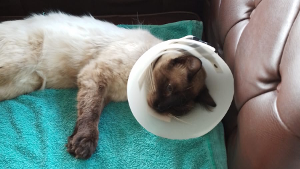 Lost Pet: Tom