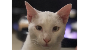 Lost Pet: Gandalf