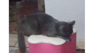 Lost Pet: Chumbinho