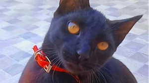 Lost Pet: Charles