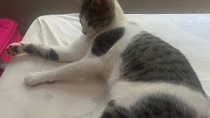 Lost Pet: Prejuízo