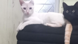 Lost Pet: Mary jane