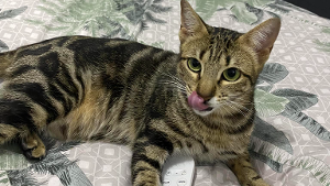 Lost Pet: Taylor