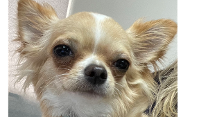 Lost Pet: Puppy