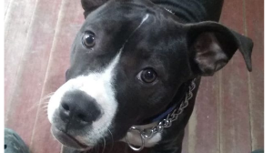 Lost Pet: Bulma