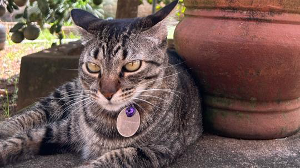 Lost Pet: Lucy
