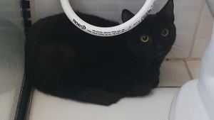 Lost Pet: Lua