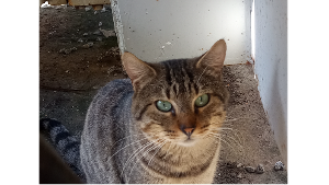 Lost Pet: Lupinho