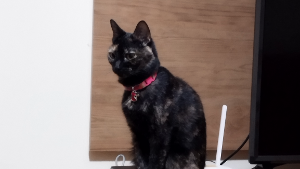 Lost Pet: Estelar