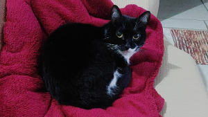 Lost Pet: Blue