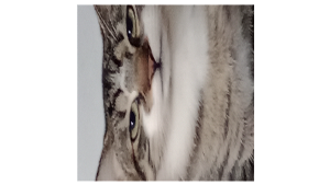 Lost Pet: Nino