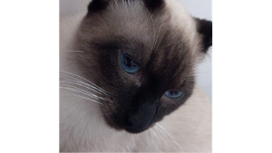Lost Pet: Askal