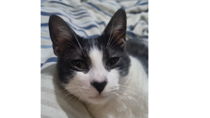 Lost Pet: Felisberto Paixão Queiroz