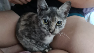 Lost Pet: Misty