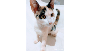 Lost Pet: Flor