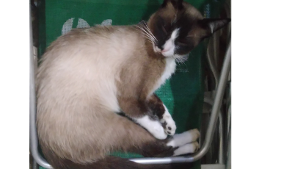 Lost Pet: Yuki