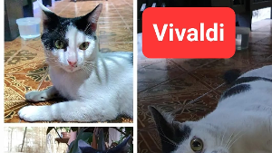 Lost Pet: Vivaldi