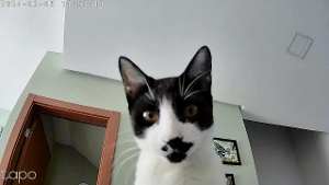 Lost Pet: Pipoca