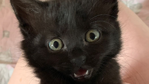 Lost Pet: Black Friday