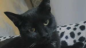 Lost Pet: Artemis