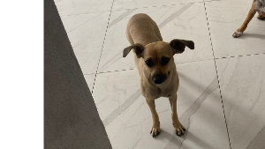 Lost Pet: Felícia