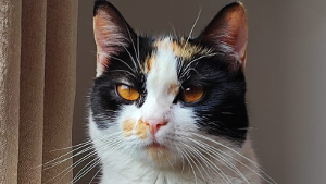 Lost Pet: Gaya