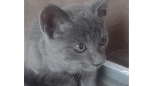 Lost Pet: Amora