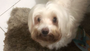 Lost Pet: Schubert van belle