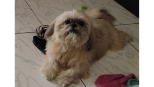Lost Pet: Hulk