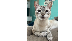 Lost Pet: Darwin