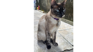 Lost Pet: Pequena