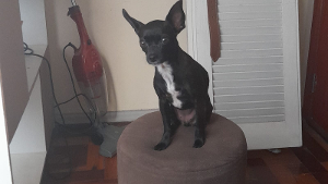 Lost Pet: Meg