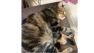 Lost Pet: Bruce