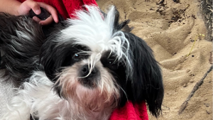 Lost Pet: Belinha
