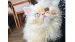 Lost Pet: Milk