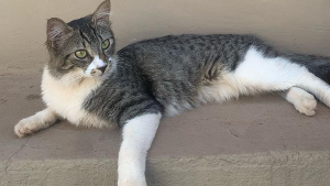Lost Pet: Luiza ( Brisa )