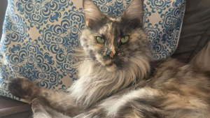 Lost Pet: Themis