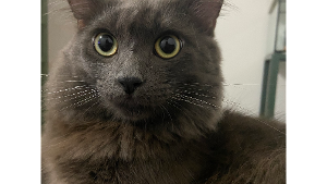 Lost Pet: Nero