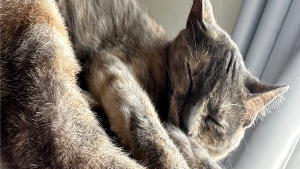 Lost Pet: Mia