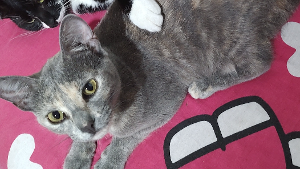 Lost Pet: Glória