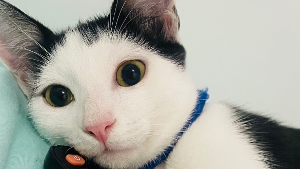 Lost Pet: Oreo