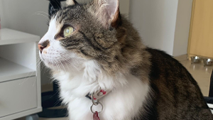 Lost Pet: Pakitta