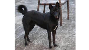 Lost Pet: Zoe Maria