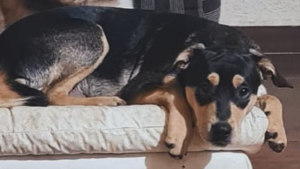 Lost Pet: Max