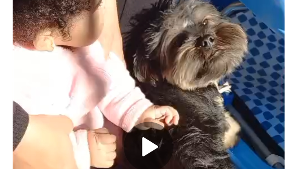 Lost Pet: Nino