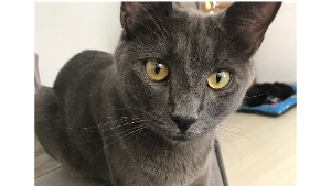 Lost Pet: HAZY