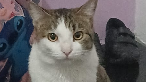 Lost Pet: Hoshi Gabriel